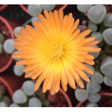 Fenestraria 'Fireworth' - Seed